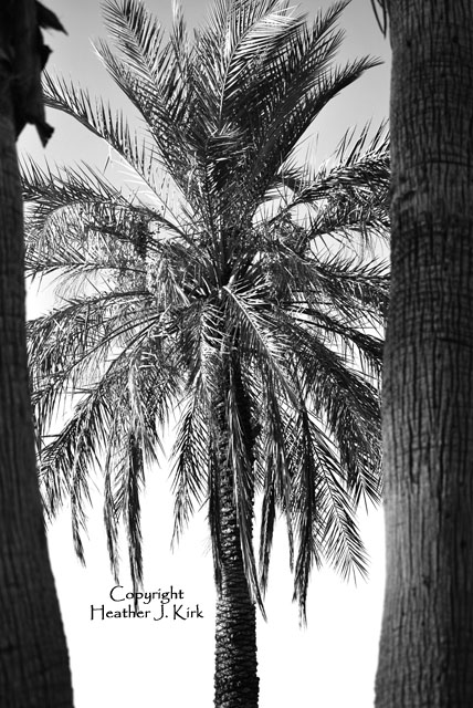 Swingset Palm Closeup BW
